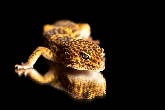 Leopardgecko 1 - Querformat