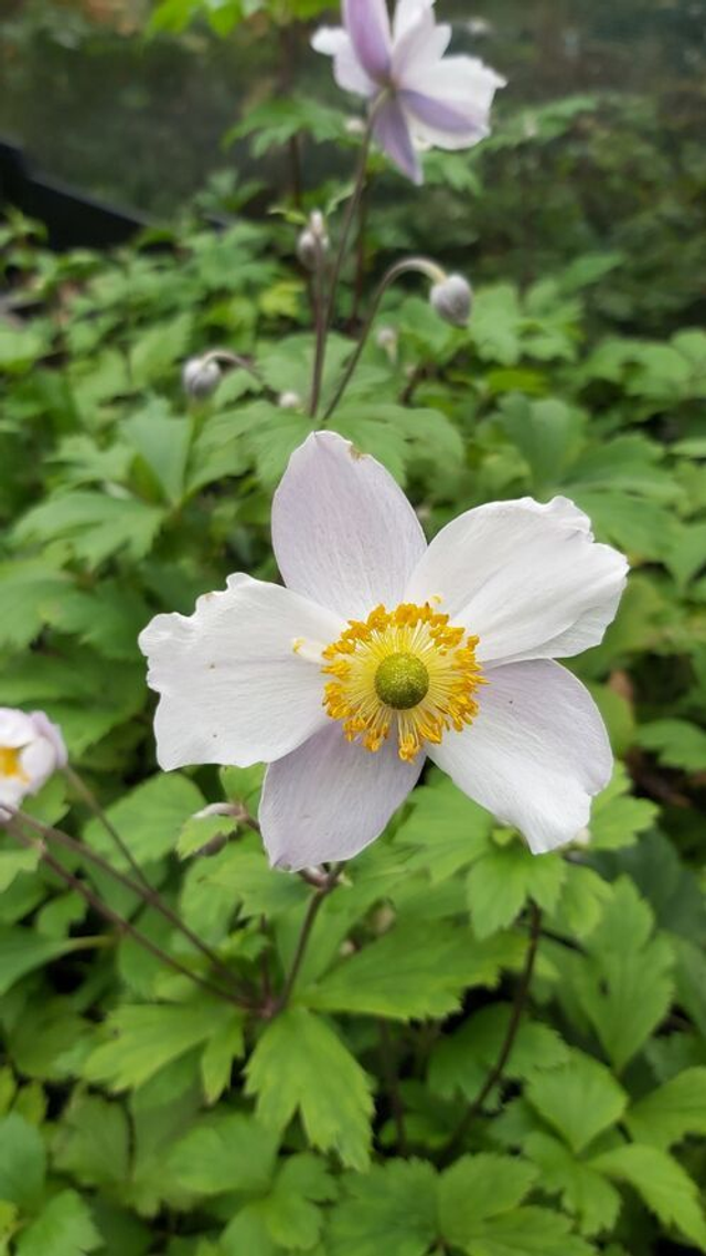 Anemone 'Ruffled Swan' 1 litre