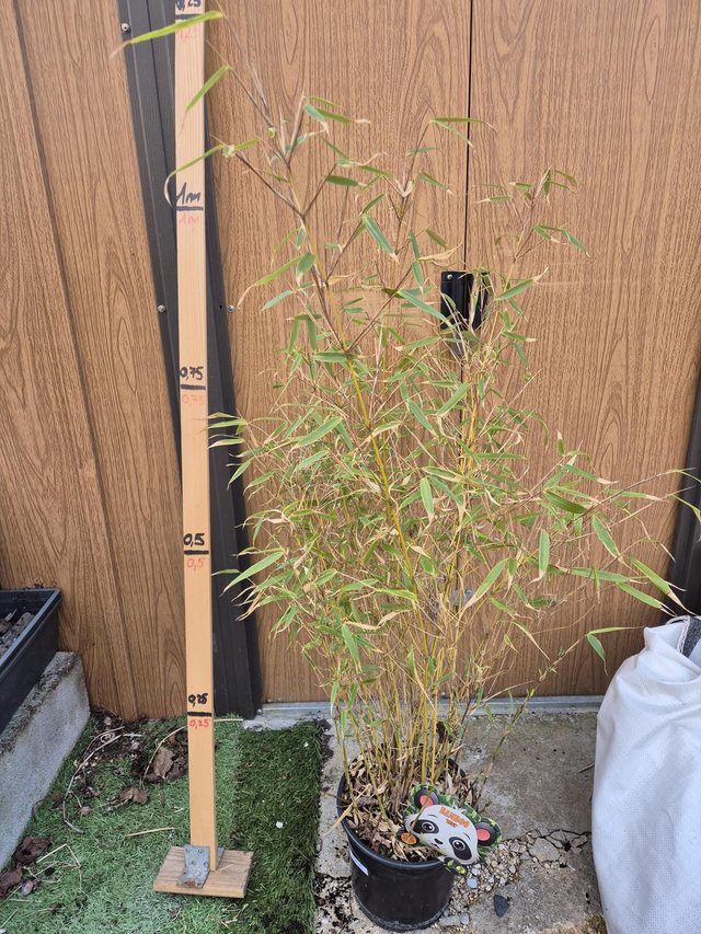 Bambou Fargesia Rufa pot 3L non traçant 