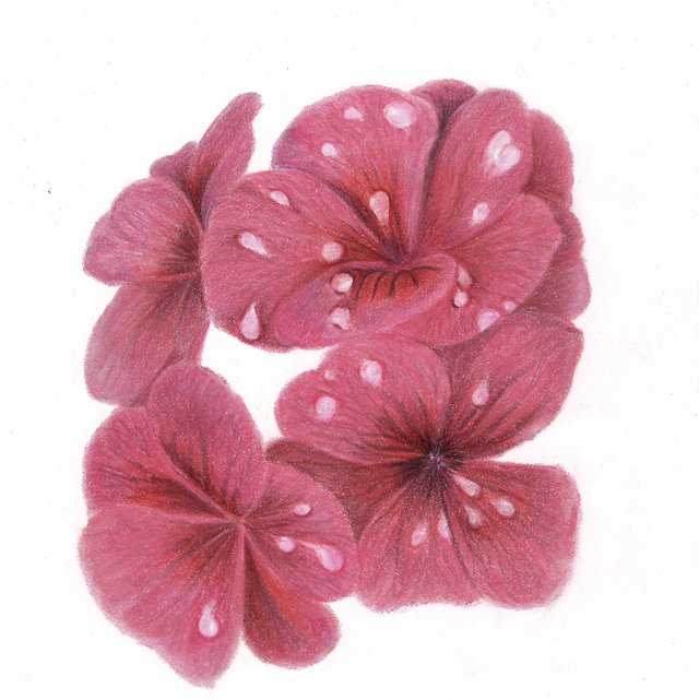 Geranium Droplets