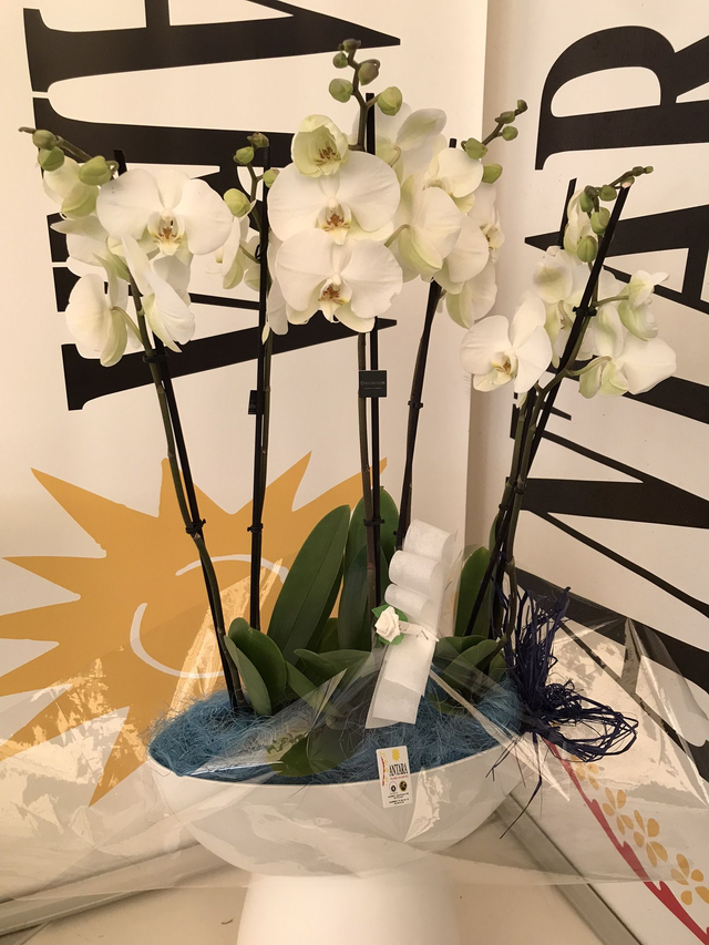 CESTA 3 PHALAENOPSIS 60cm BLANCO 