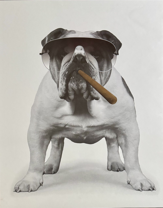 Hund Med Cigar 