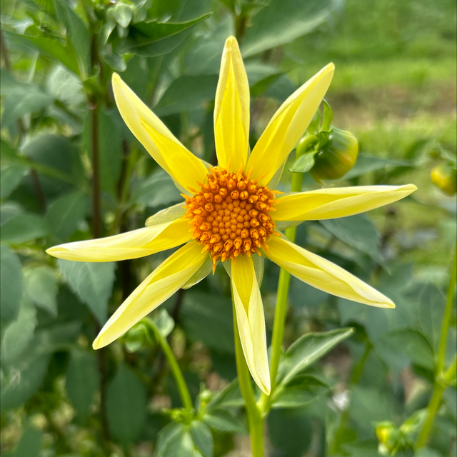 Honka Yellow 263