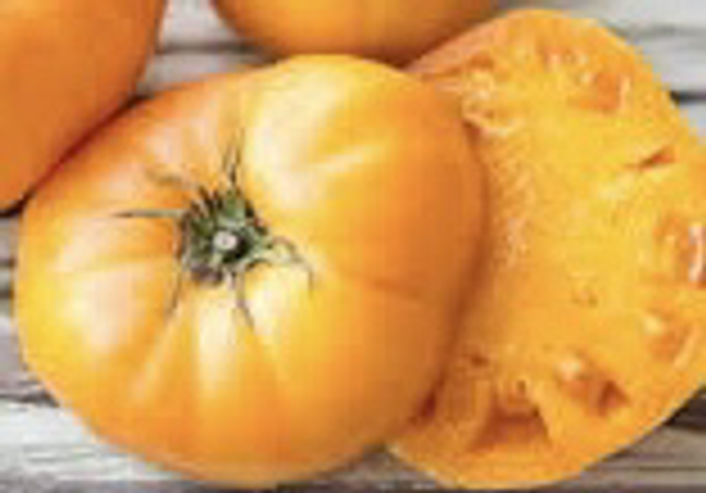 Tomate Yellow Brandywine AB - (Tomate Jaune)
