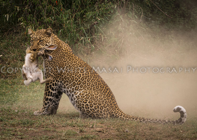 Dust storm, Kaboso the female Leopard shows how she ambush hunts a scrub hare!
