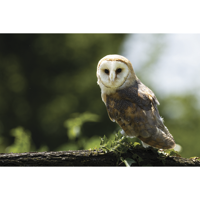 Chouette Effraie - Ref : 9428