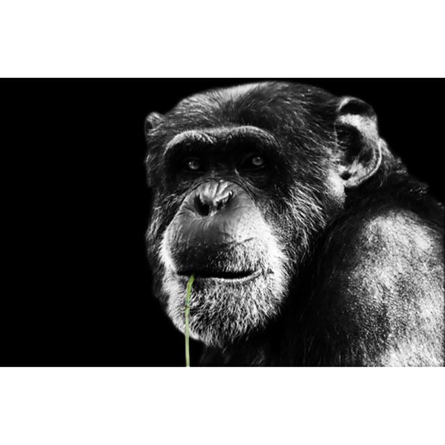 Guenon à la brindille NB - ref : 4471 