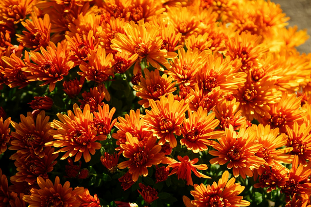 Petit chrysanthème 