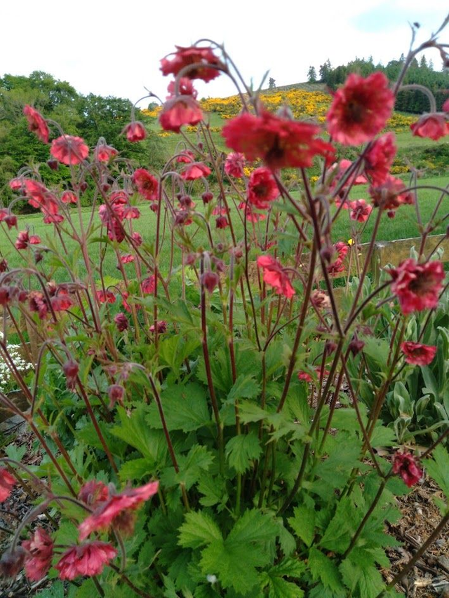 Geum rivale Leonards Variety