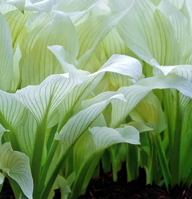 Hosta 'White Feather' bare root