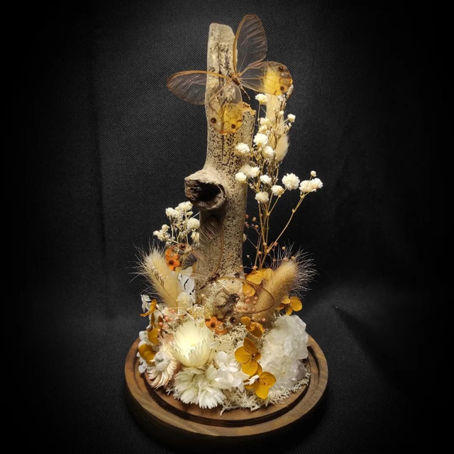 Diorama Duo de Papillons Haetera