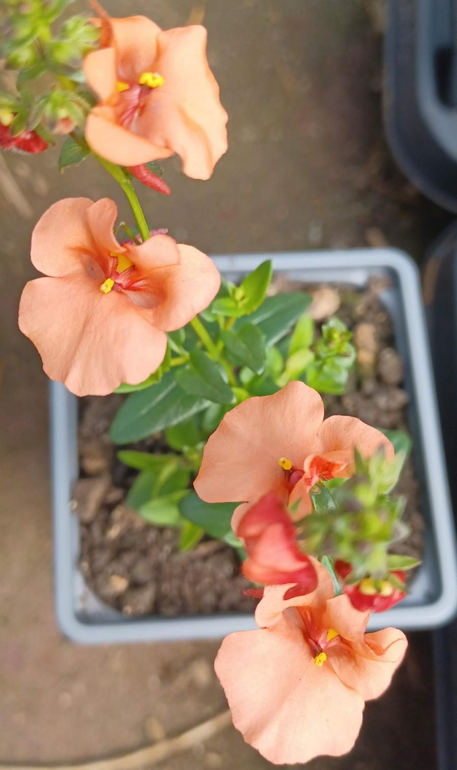 Diascia Breezee Plus Orange