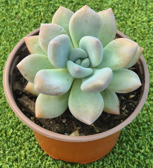 Graptoveria 'Opalina'
