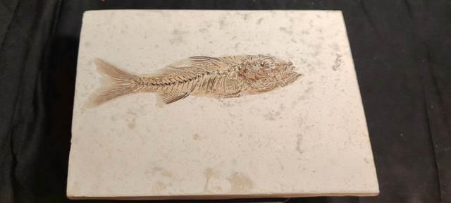 Dapalis ref.699