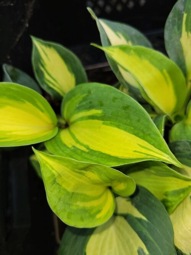 Hosta &#039;Great Expectations&#039; P9
