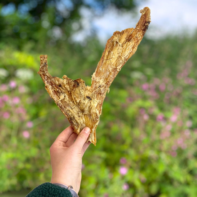 Extra Large Beef Paddywack Tendon (1 Piece)