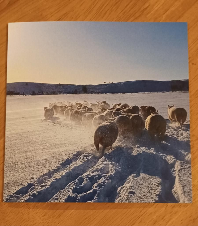 Winter drive sheep greetings card