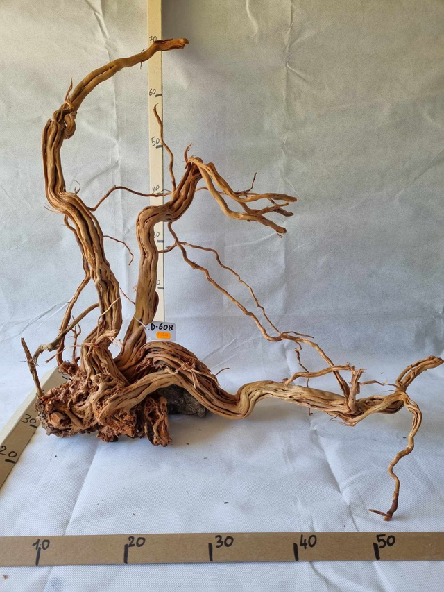 Racine Dragon Skin D-608