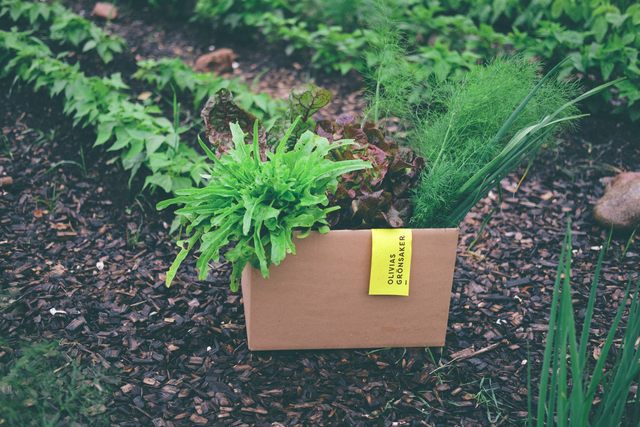 Veggie Bag or Box Godsmagasinet