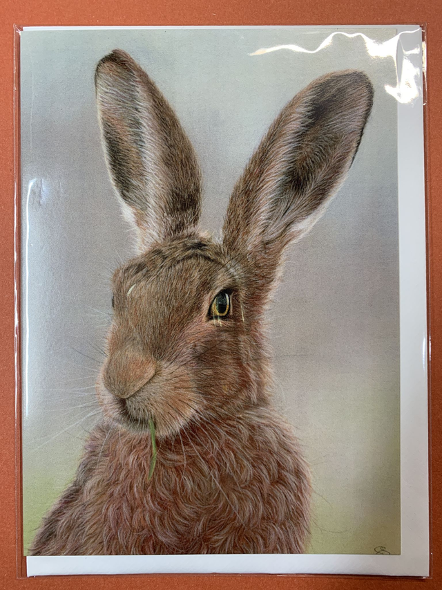 Greetings Card - European Hare - Blank Inside