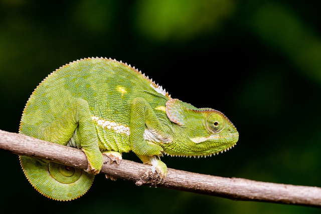 Tirage d'art : Léon