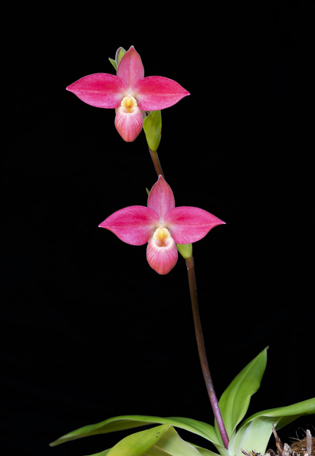 Golden Radiance Essence