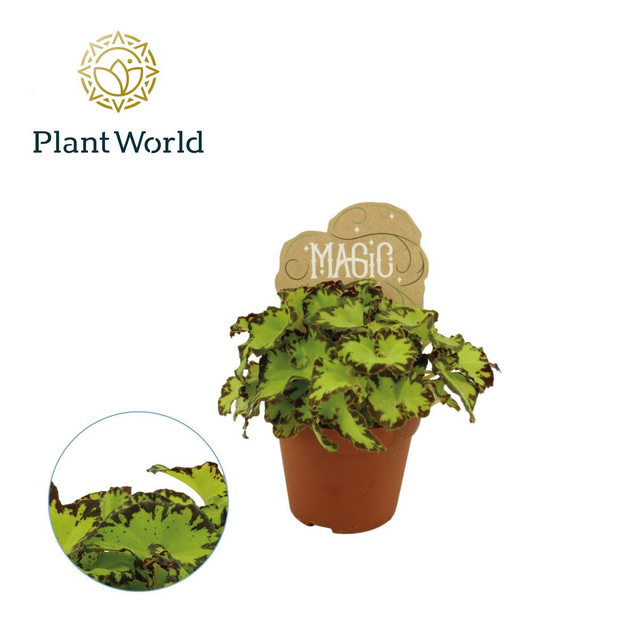 A07 . Begonia MAGIC COLOURS JIVE