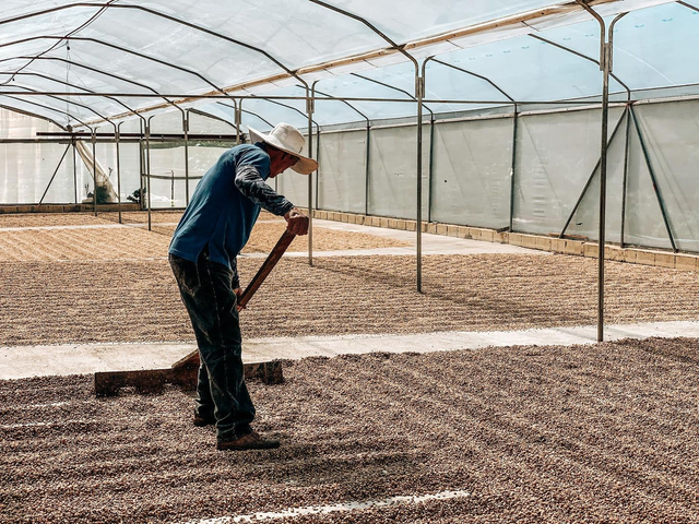 Hermanos Aguilera White Honey Pacamara (200g)