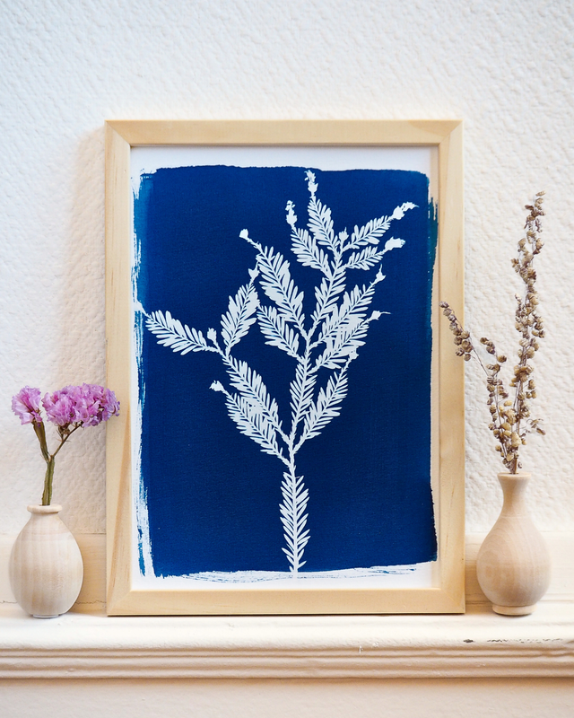 Séquoia Sempervirens