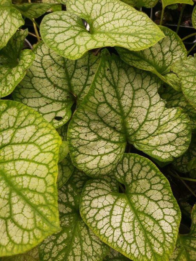 Brunnera macrophylla 'Jack Frost' P9 (0.5litre) 