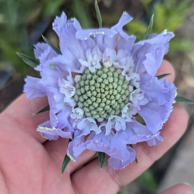 Scabiosa du caucase Perfecta blue