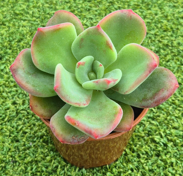 Echeveria &#039;Green Rose&#039;