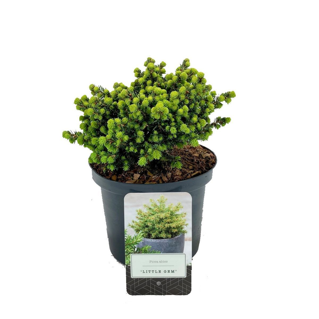 H03 . Picea abies 'Little Gem'