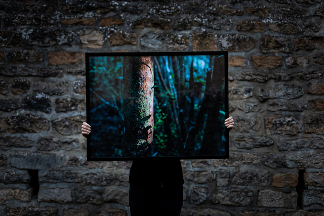 Tirage unique - Forêt chilienne