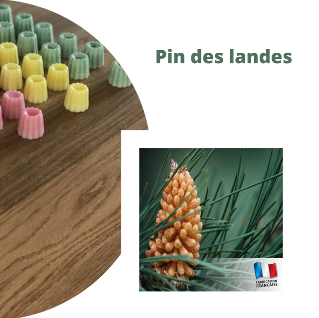 Pin des landes 