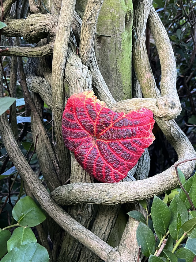 Your beating Heart- Print