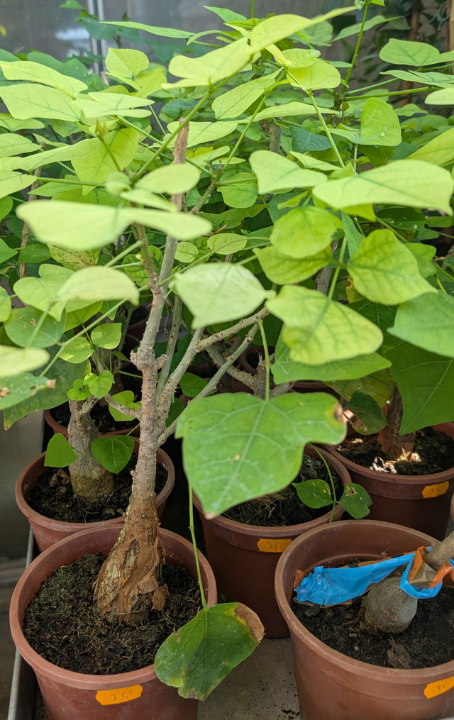 Erythrina crista-galli Korallenbaum
