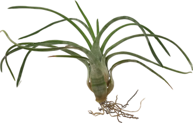 Tillandsia paraensis L