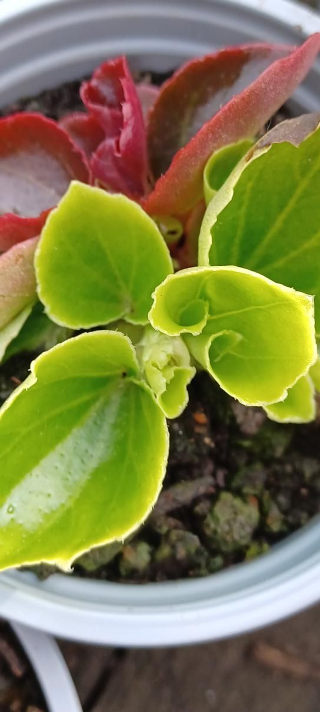 Begonia Presedent Mixed