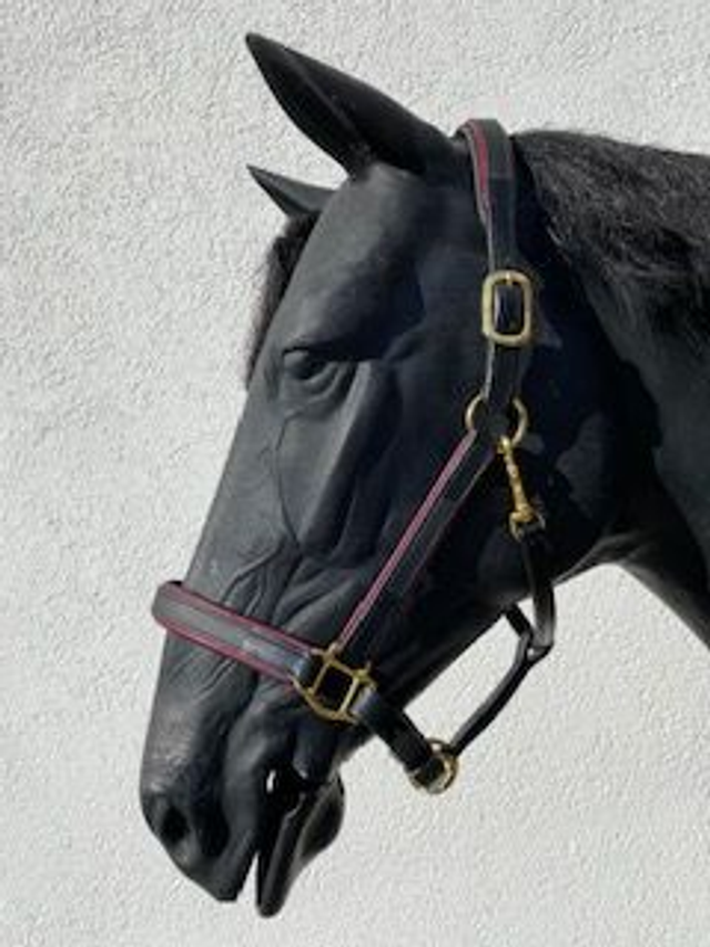 Stallhalfter aus feinstem, robusten Leder