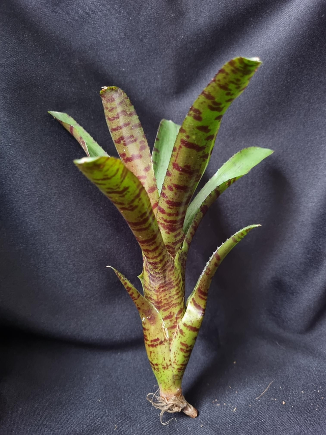 Neoregelia amullacea tigrina