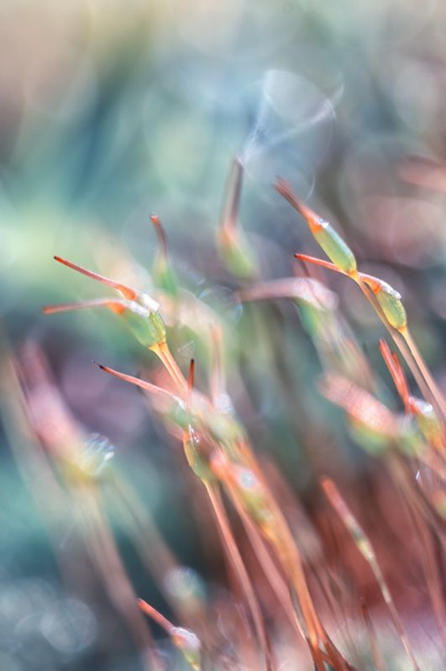 FEERIE-004 - Les Sluaghs