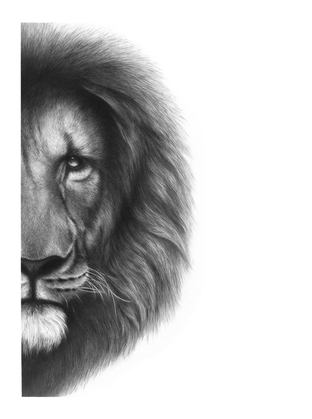 Lion II Limited Edition Print