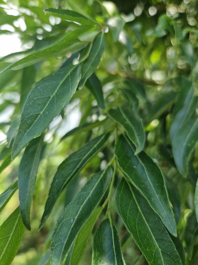 Feuilles de curry bio- 30g