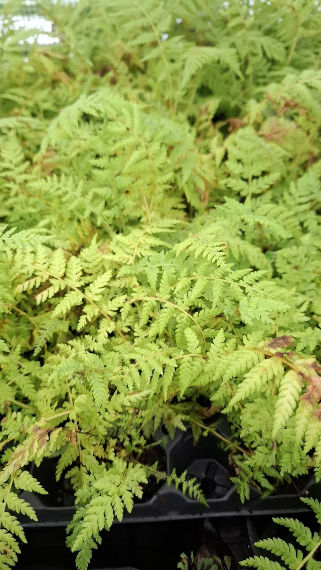 Cyathea cooperi - Australian Tree Fern