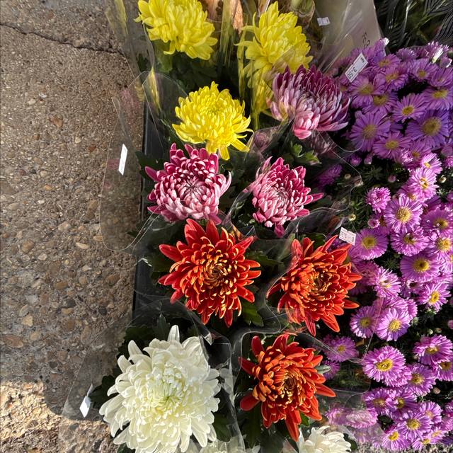 Chrysanthèmes Cosmo (uni fleurs) 