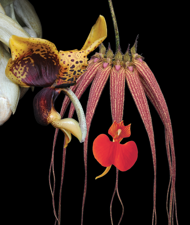 Serene Power Combination Essence