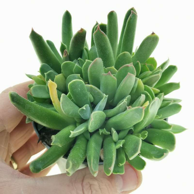 D77 . Cotyledon campanulata