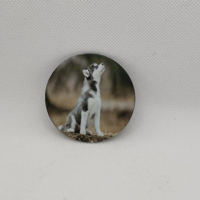 Chien - Husky sibérien miniature