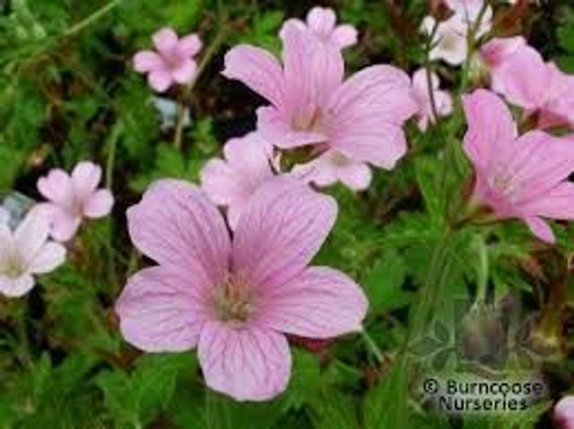 Geranium x oxonianum Wargrave Pink 1L